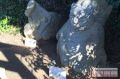 謎の人面石像「猿石」：奈良県高市郡明日香村吉備姫皇女王墓内